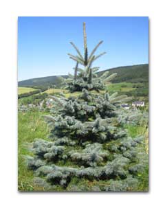 Weihnachtsbaum