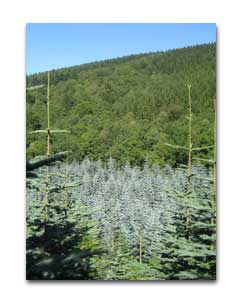 Schnittgr&uuml;n