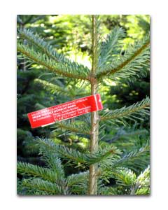 Weihnachtsbaum